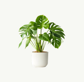 Trà Trái Nhàu Sấy Khô 1kg